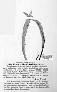 Fusicladium praecox image